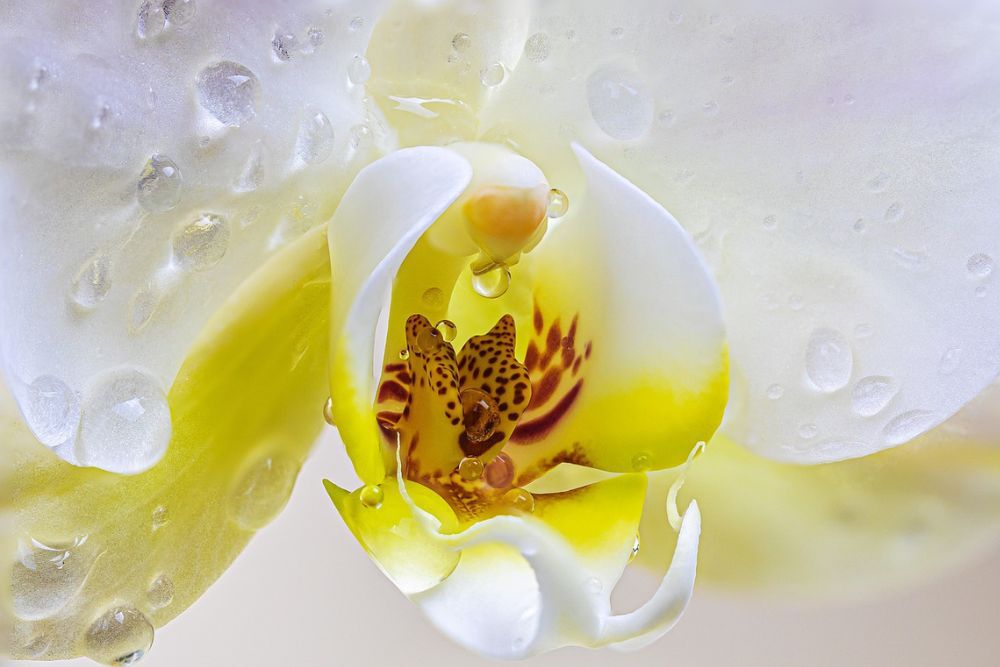 white and yellow orchid with water droplets on the petals