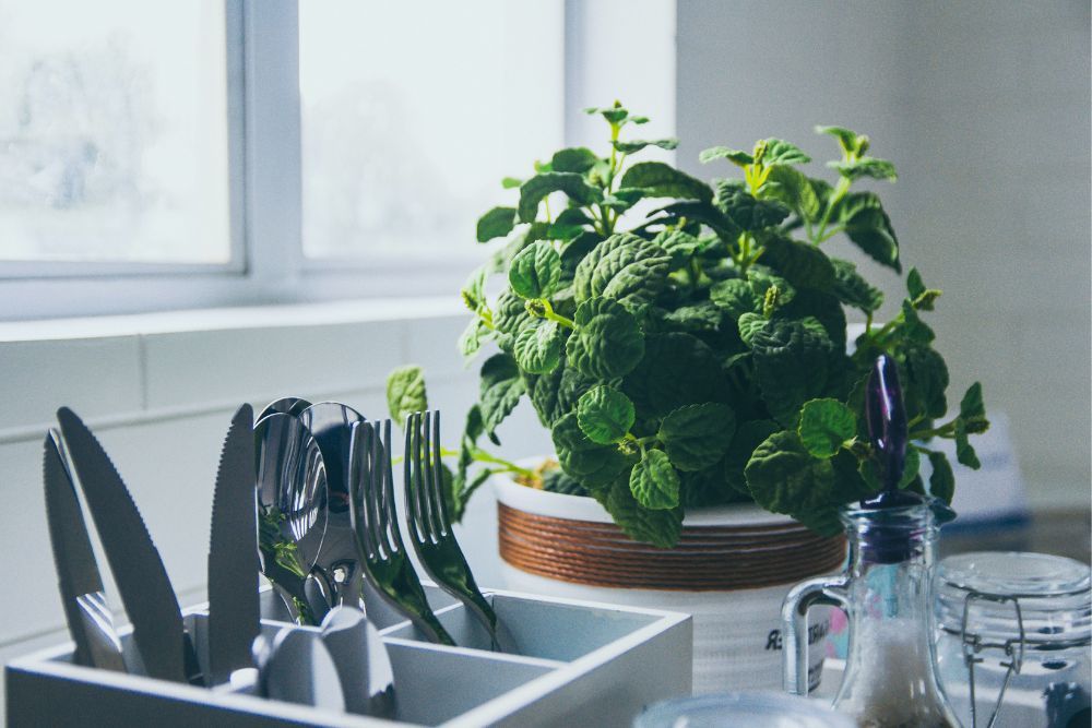 potted herb sitting on the kitchen counter next to a windowsill