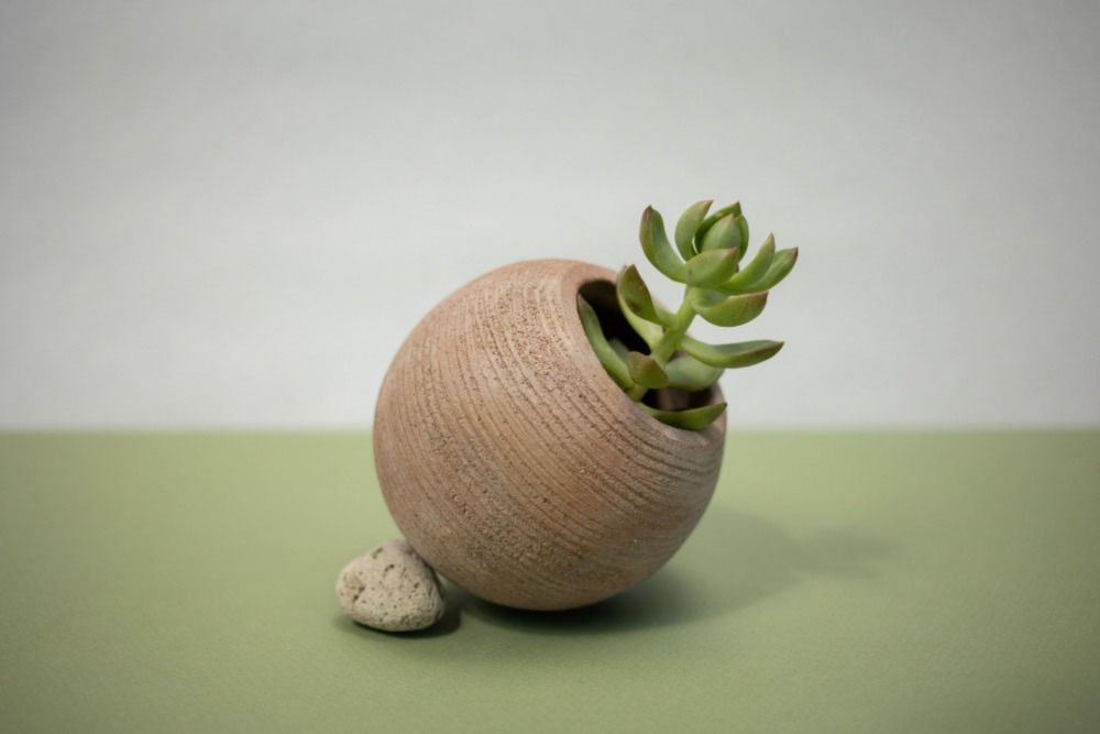 Tiny Jade Plant in Clay Pot