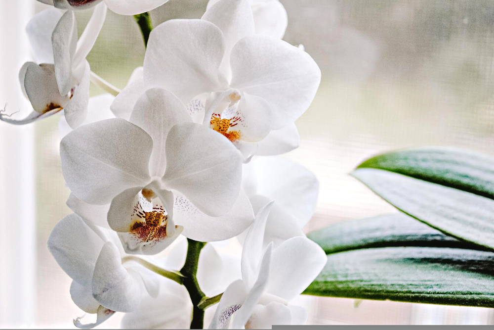 Orchid Indoor Garden Houseplant