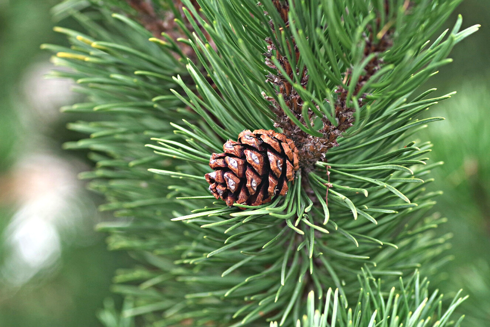 Pine Tree Christmas Houseplant