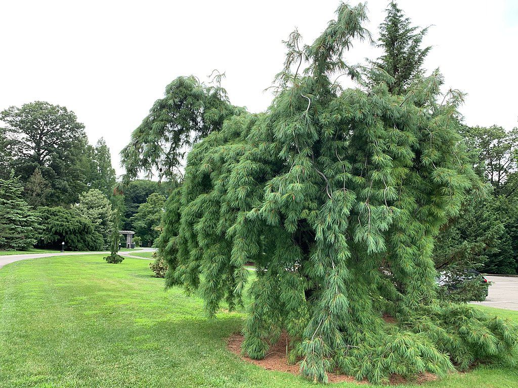 6 Pine Trees You Should Add To Your Landscape
