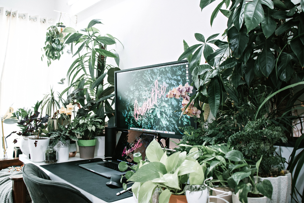 Green Plants for Office or Desk