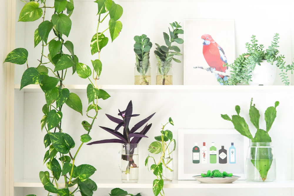 Plants on Shelves for Vertical Indoor Gardening