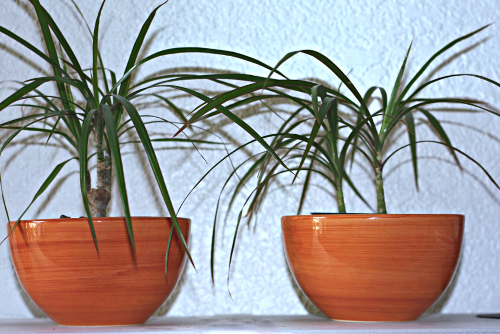 Potted Palm Houseplants