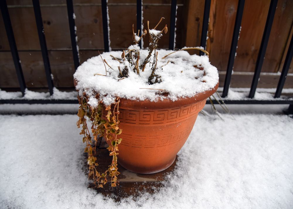 Potted Plant Covered In Snow 