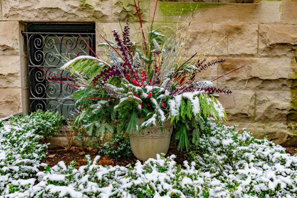 Potted Plant Outside In The Snow 