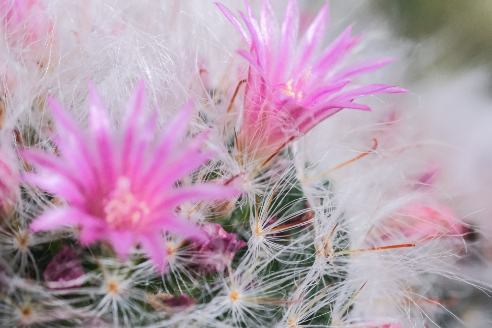 Powder Puff Cactus with Pink Flowers for Indoor Garden