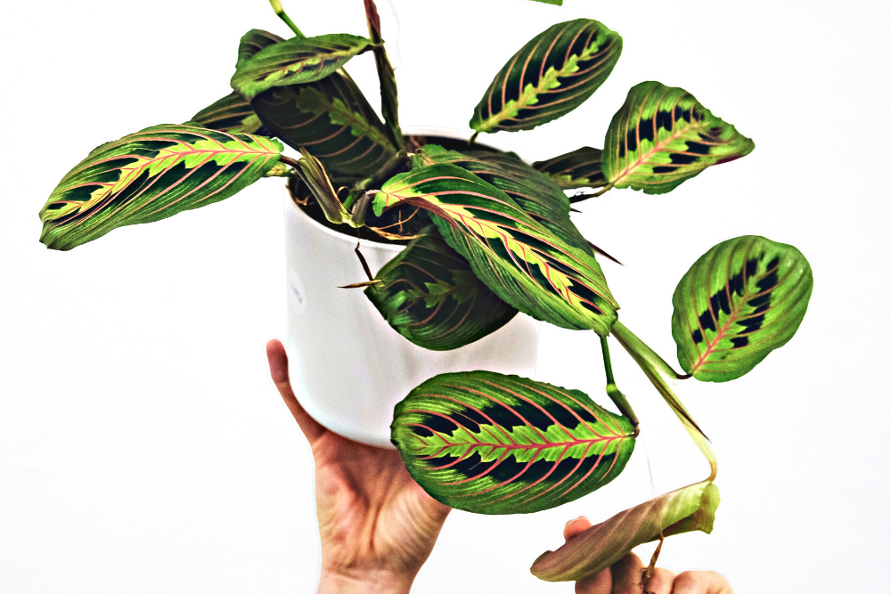 Prayer Plant in White Pot Being Held