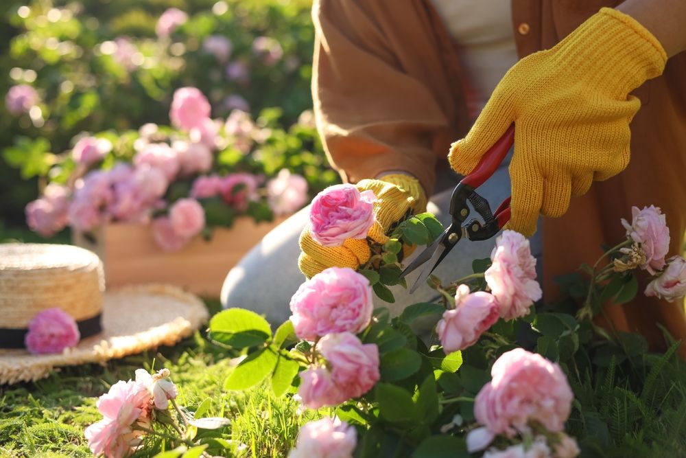 Pruning hybrid tea roses 