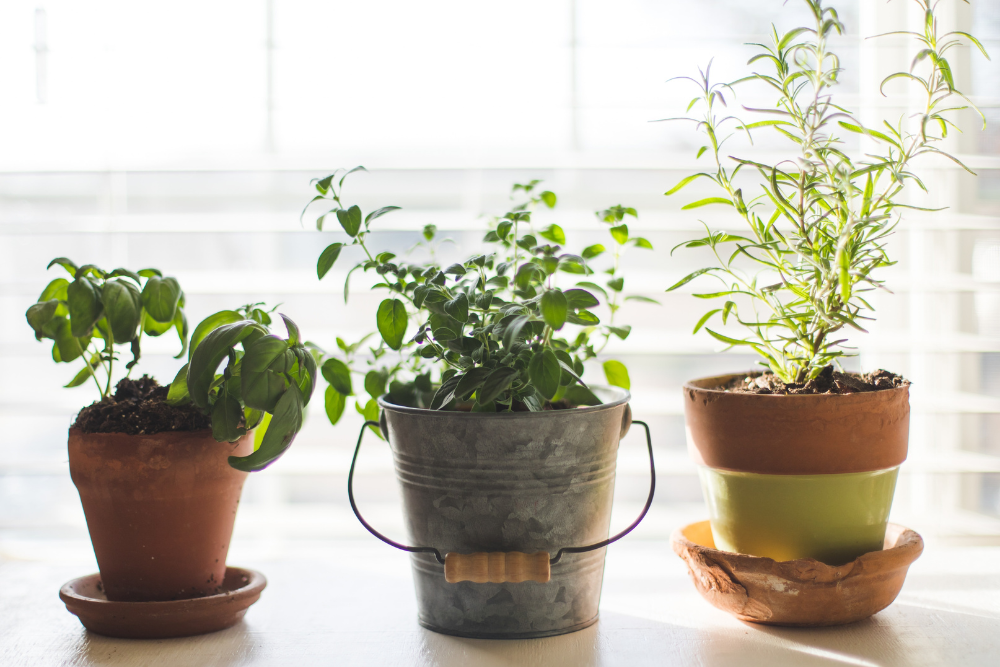Indoor herb garden with plants in different styles of pots