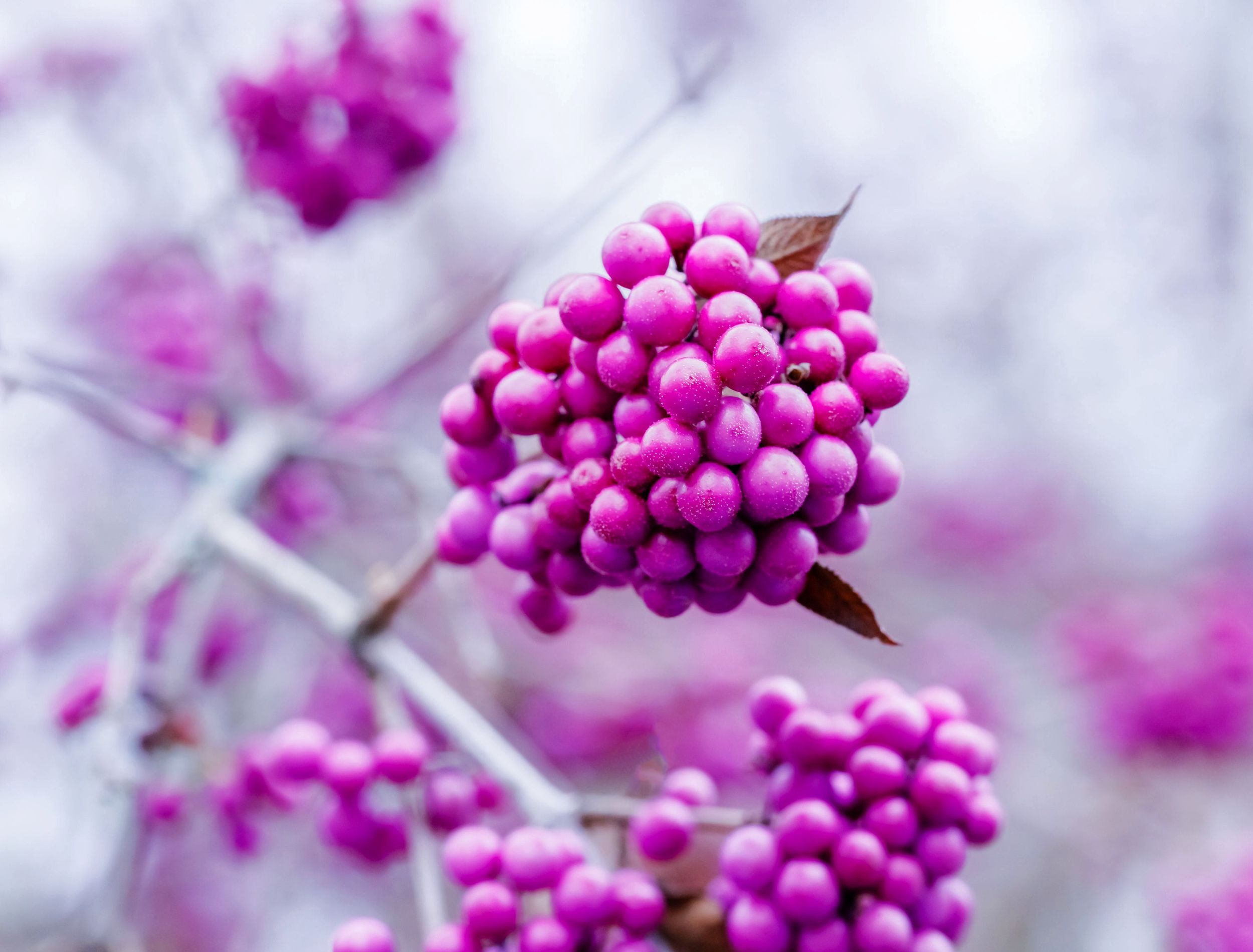Close up of Bodinier's beauty berry
