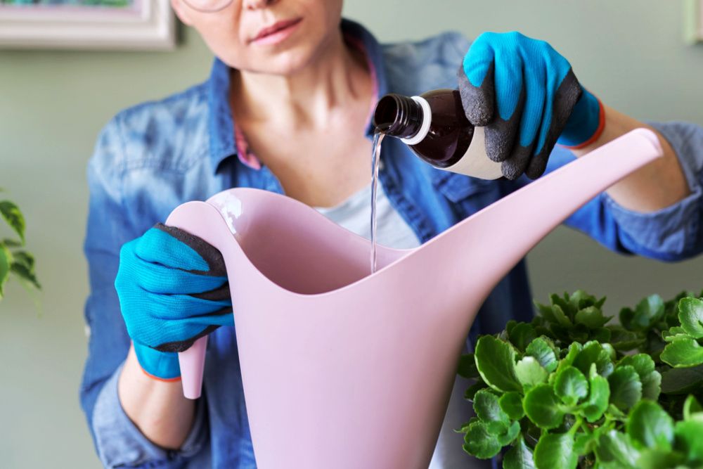 Woman pours liquid mineral fertilizer, in watering can with water. Cultivation and caring for indoor potted plants. Hobbies and leisure, home gardening, houseplant, urban jungle in apartment