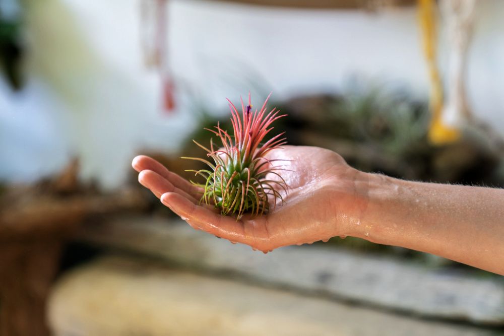 Close up of woman florist holding in her wet hand after spraying air plant Tillandsia at garden home/greenhouse, taking care of houseplants. Indoor gardening.