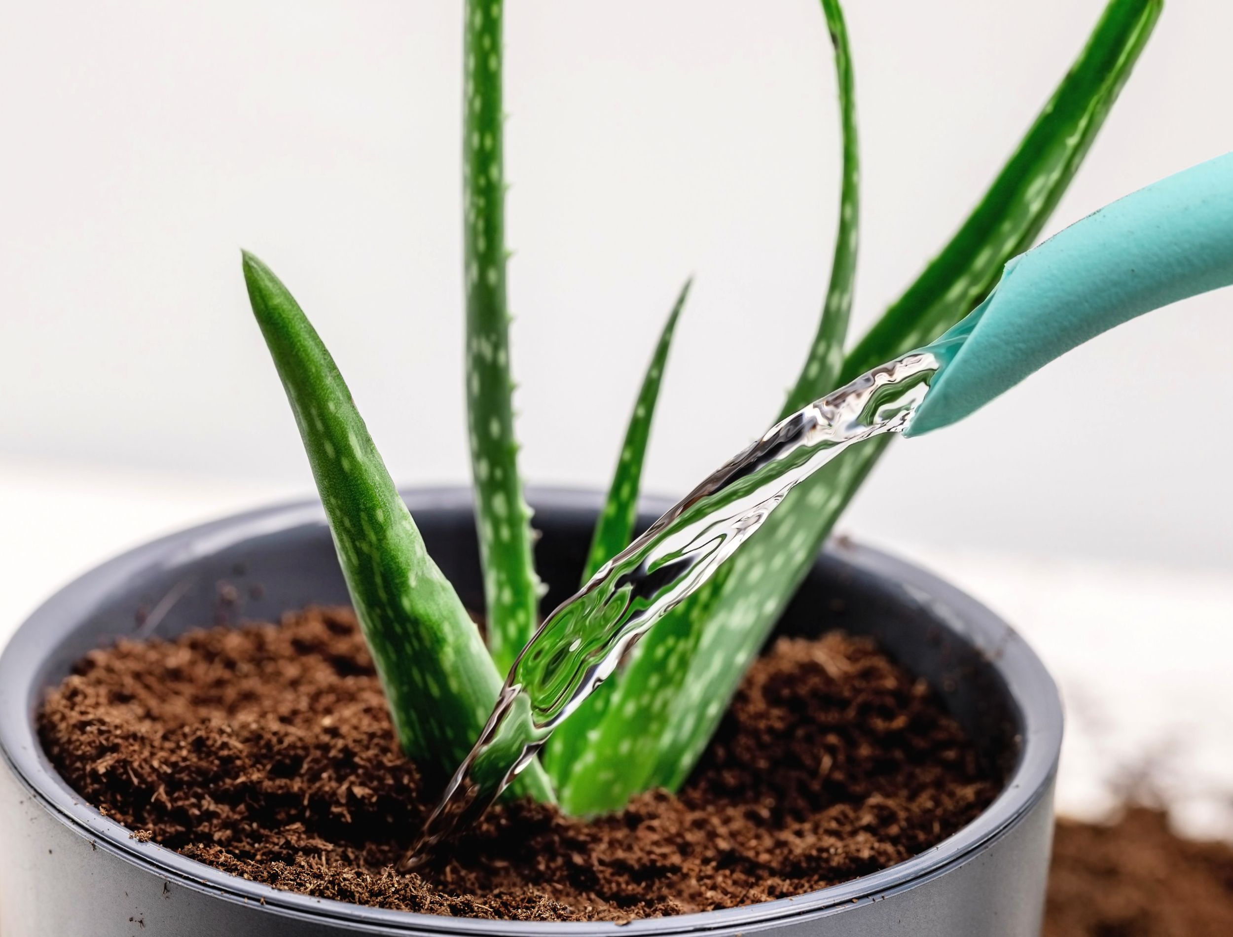 water pouring from a watering can into a flower pot with aloe vera, houseplant care