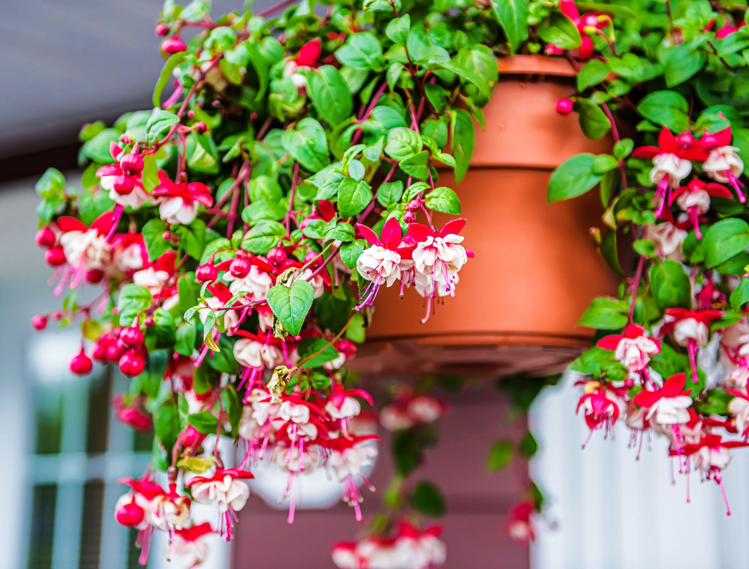 Closeup of hanging red and white fuchsia flowers potted plant basket at porch of home house building blurry background