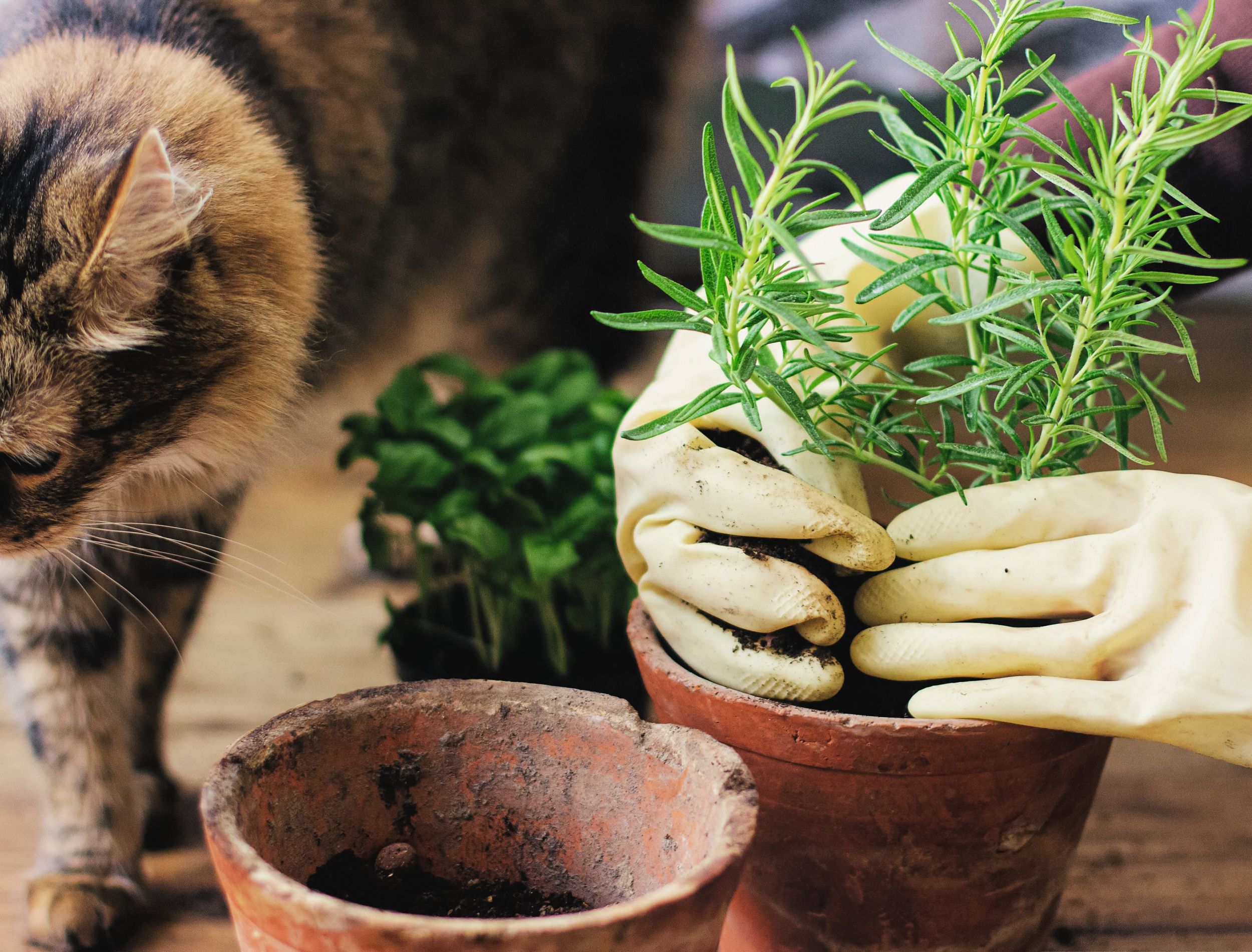 Woman hands in gloves potting rosemary plant in new pot and cute tabby cat helping in room. Repotting and cultivating aromatic herbs at home. Pets and plants