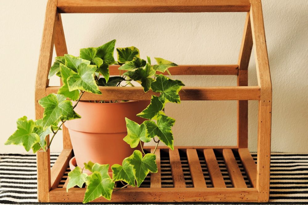 Front view of english ivy plant pot in wooden house frame on table with black and white stripe table cloth.