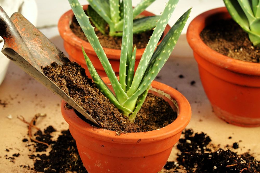 Replanting of aloe vera. Home gardening. Transplanting of aloe vera, flower pots and a shovel on brown paper.
