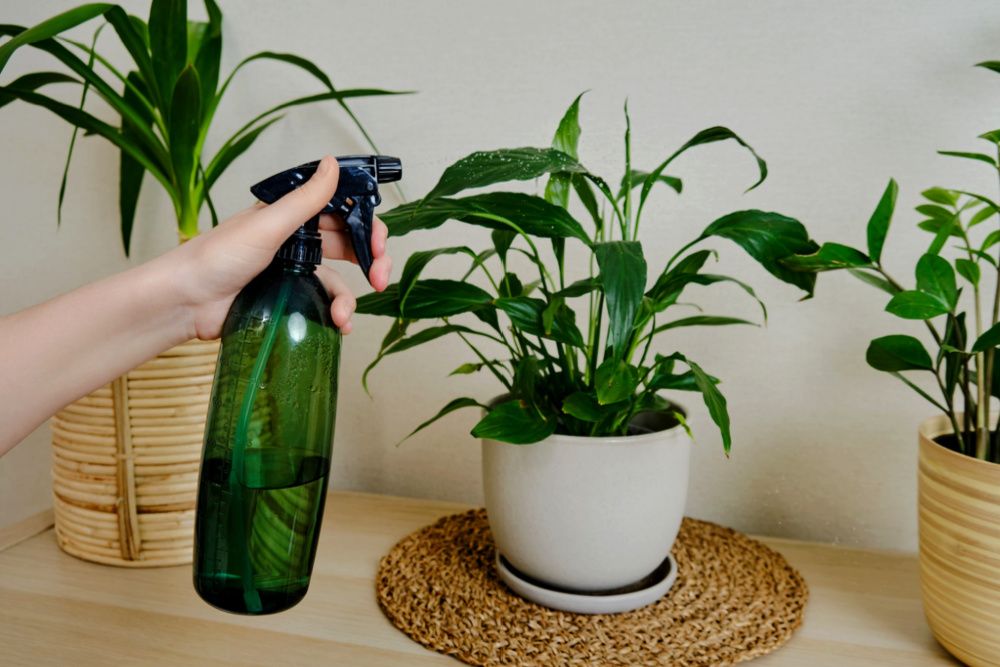 A woman sprays water on a potted plant yucca from a plastic bottle in the living room