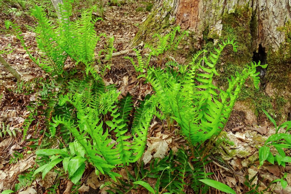 Christmas fern growing in spring in Ontario forest