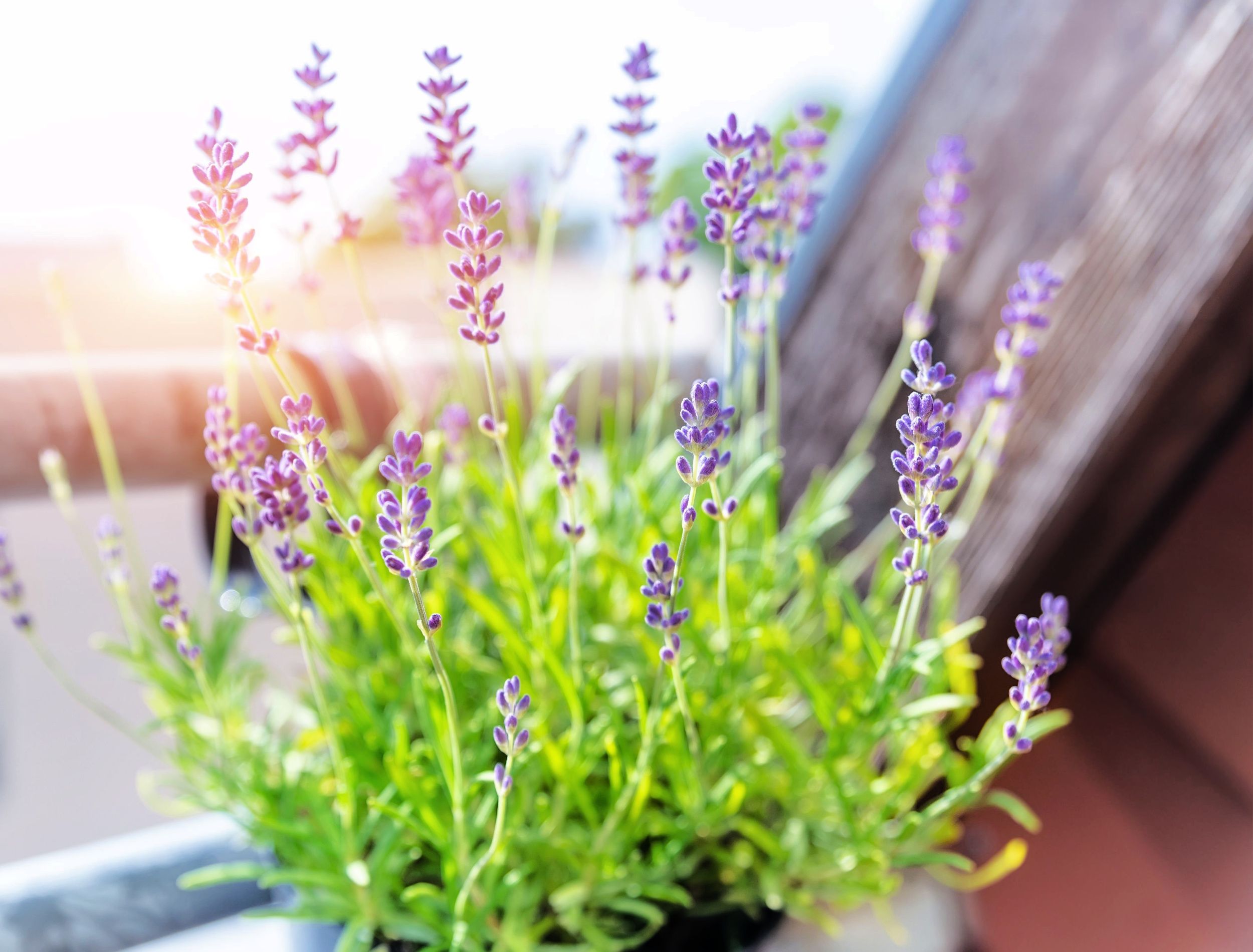 Close-up detail hanged metal bucket pot with green purple lilac fresh aromatic blooming lavender flowers growing apartment condo balcony rooftop terrace warm sunset light background. Home gardening.