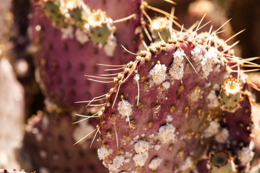 A Cactus fungus pest Dactylopius coccus, coats the face of a cactus.