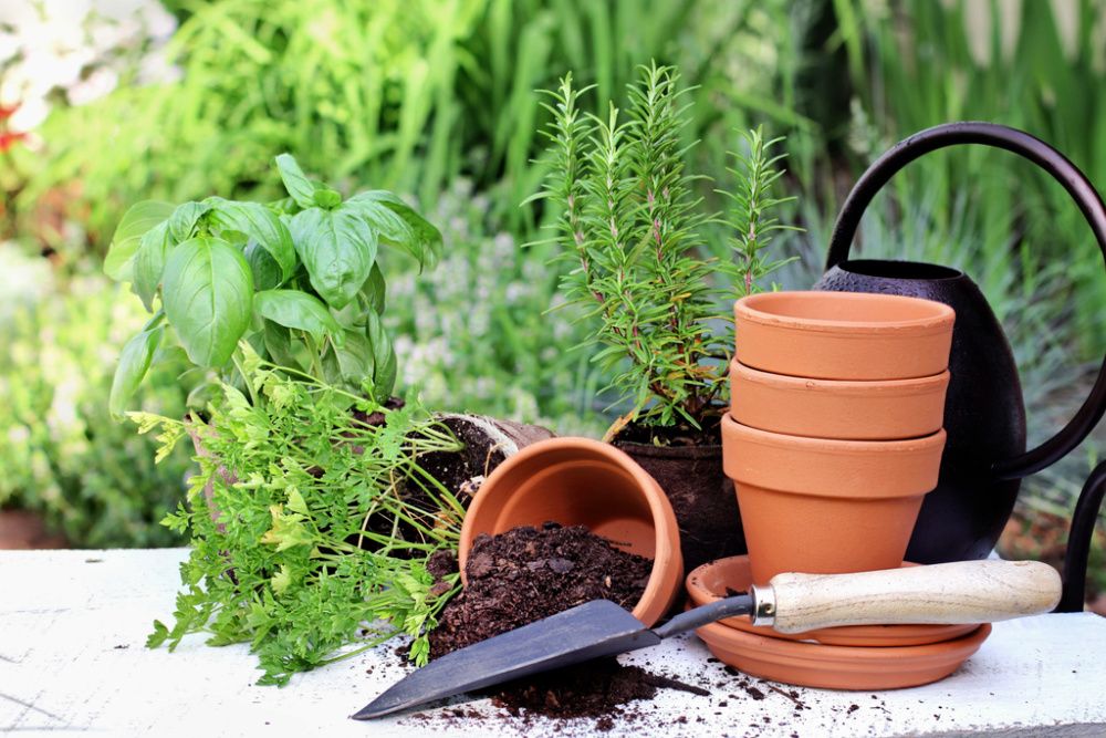 Rustic table with terracotta pots, potting soil, trowel and herbs in front of a beautiful garden. Extreme shallow depth of field.