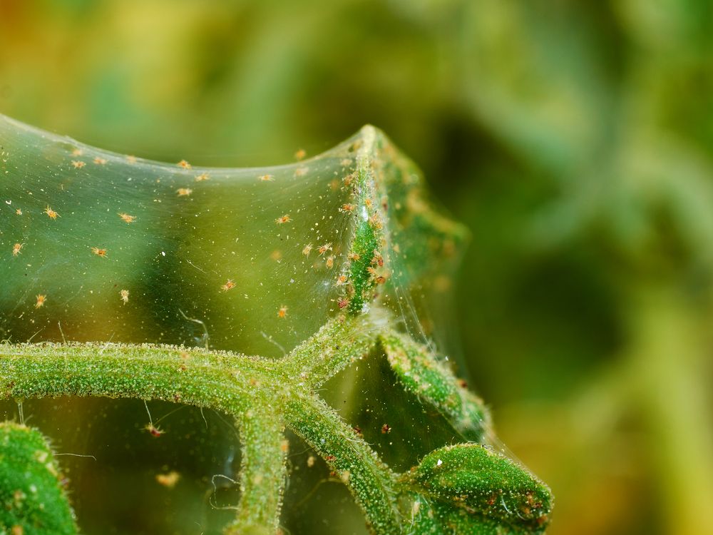 Spider Mites On A Plant