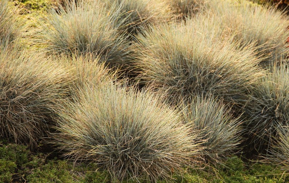 Tufted Hair Grass