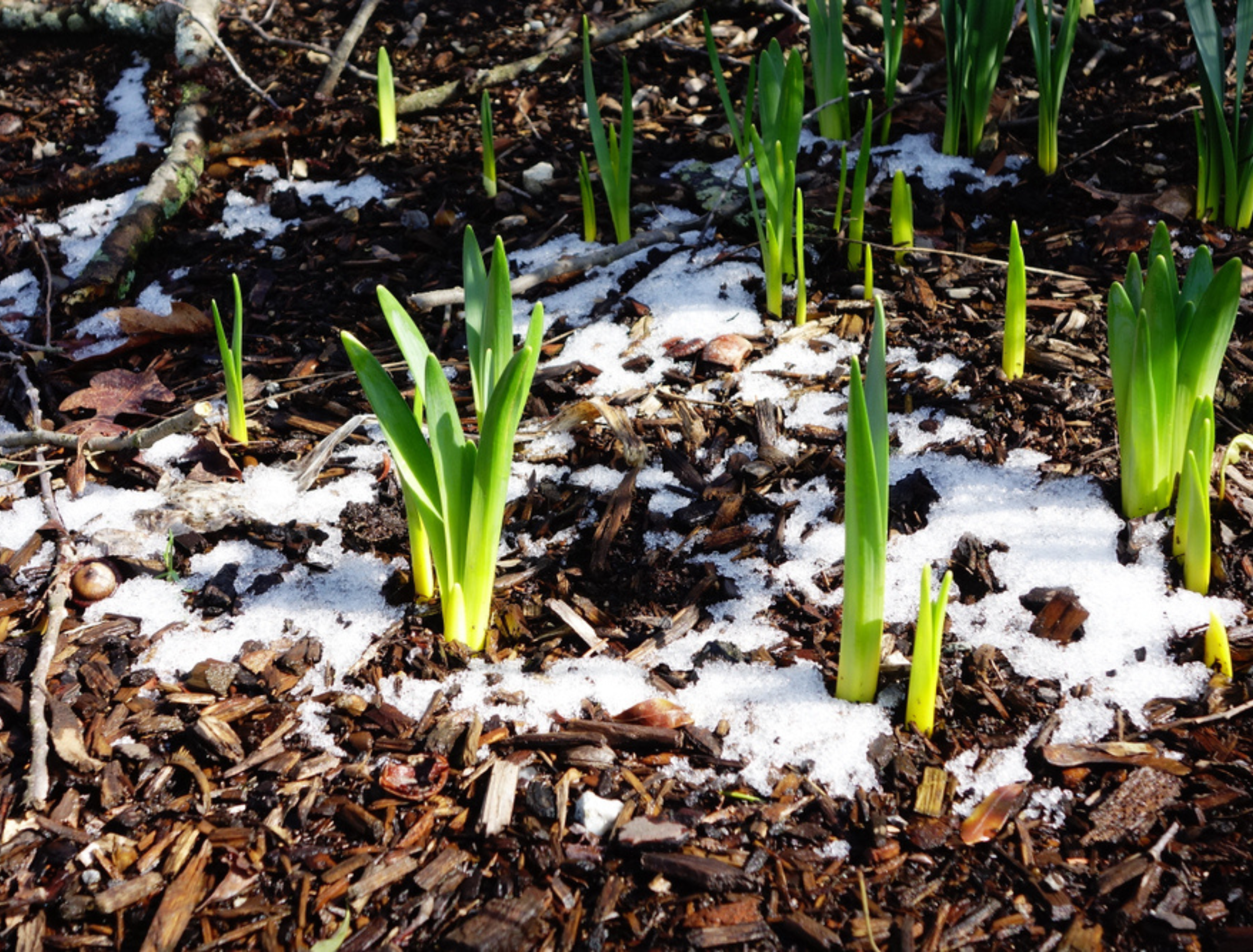 Daffodil bulbs beginning to sprout out of snowy mulch in early spring