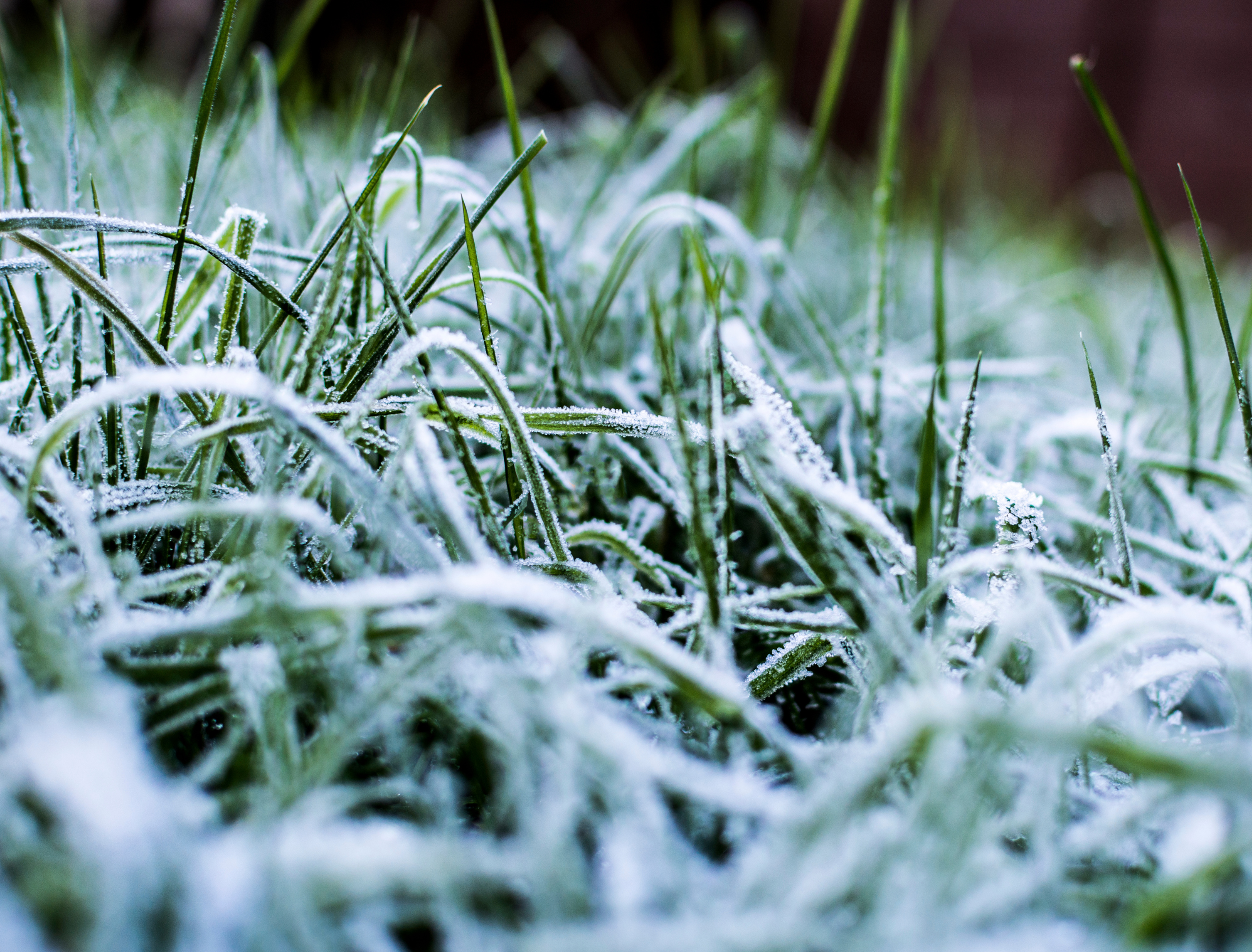 Winter Frost Grass Lawn