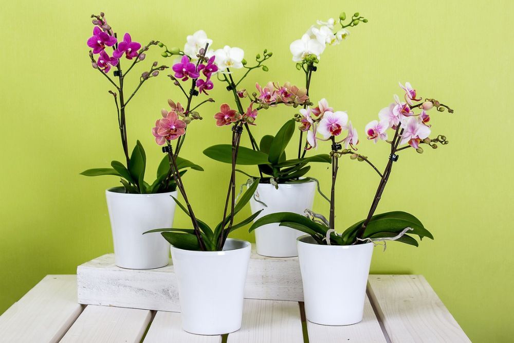 Four potted orchids of various colors sitting on a table with a green background