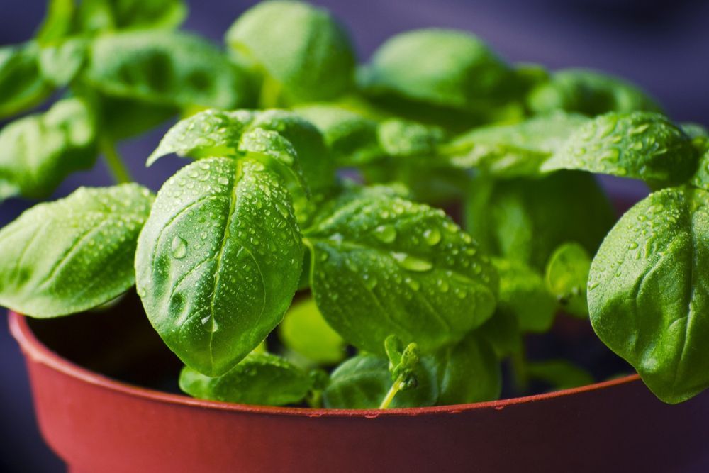 Close up image of a potted basil plant with water droplets on the leaves