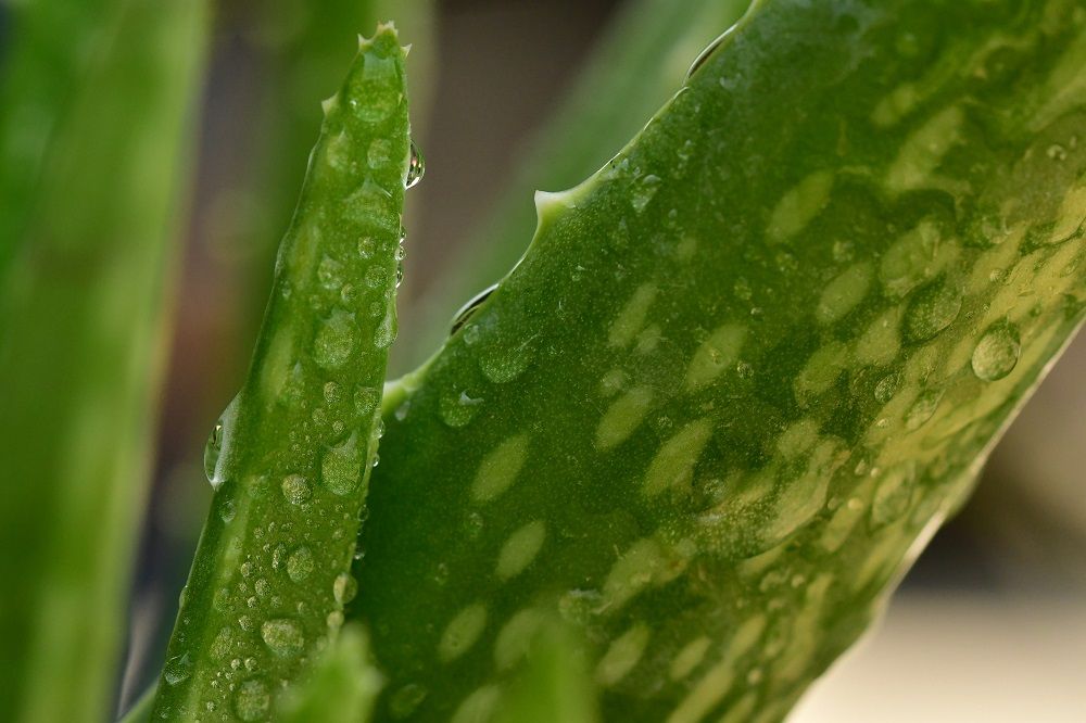 Wet Aloe Vera Leaves