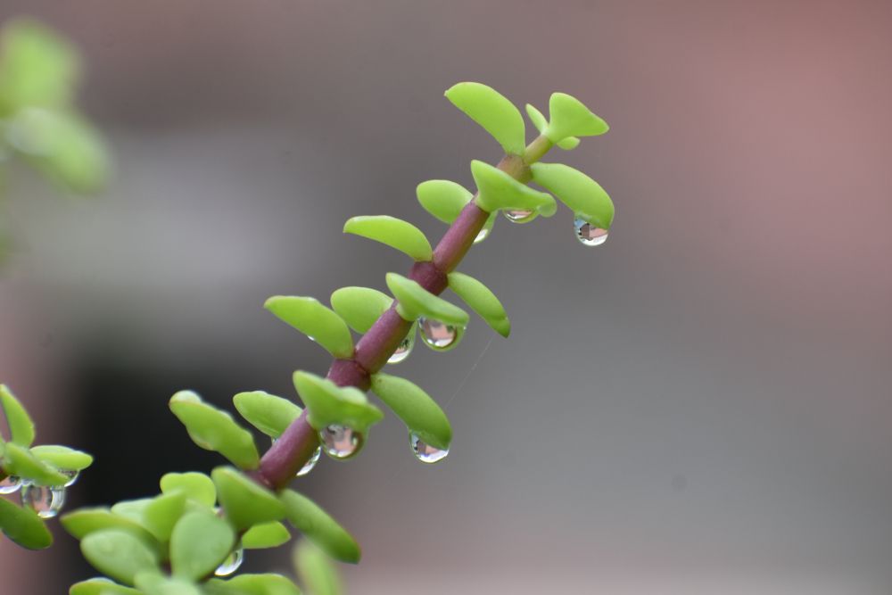 Wet Jade Leaves 