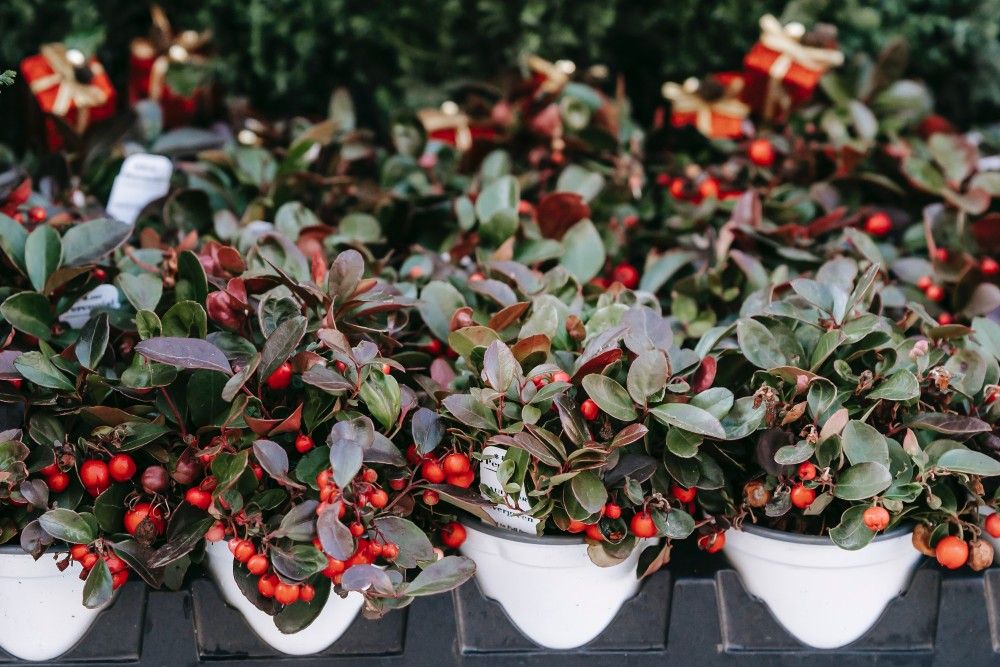 10 Outdoor Plants For Winter Containers