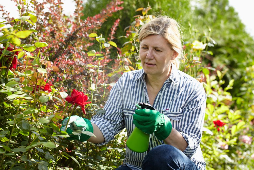 Woman Spraying Roses