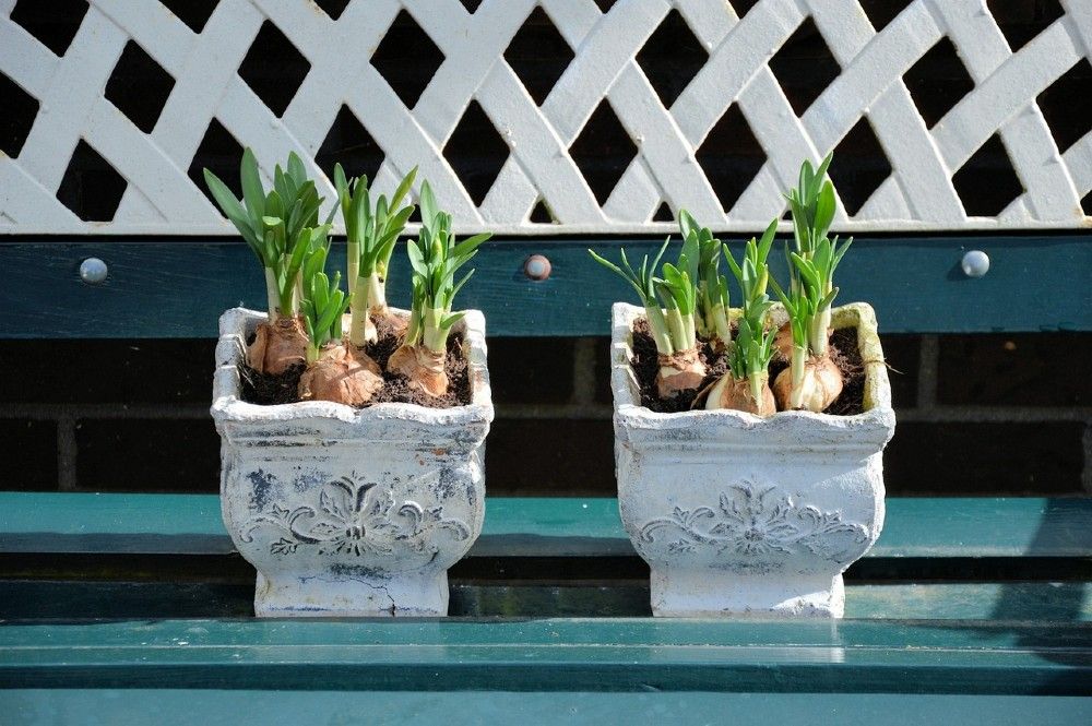 flower bulbs sitting in two square white planters