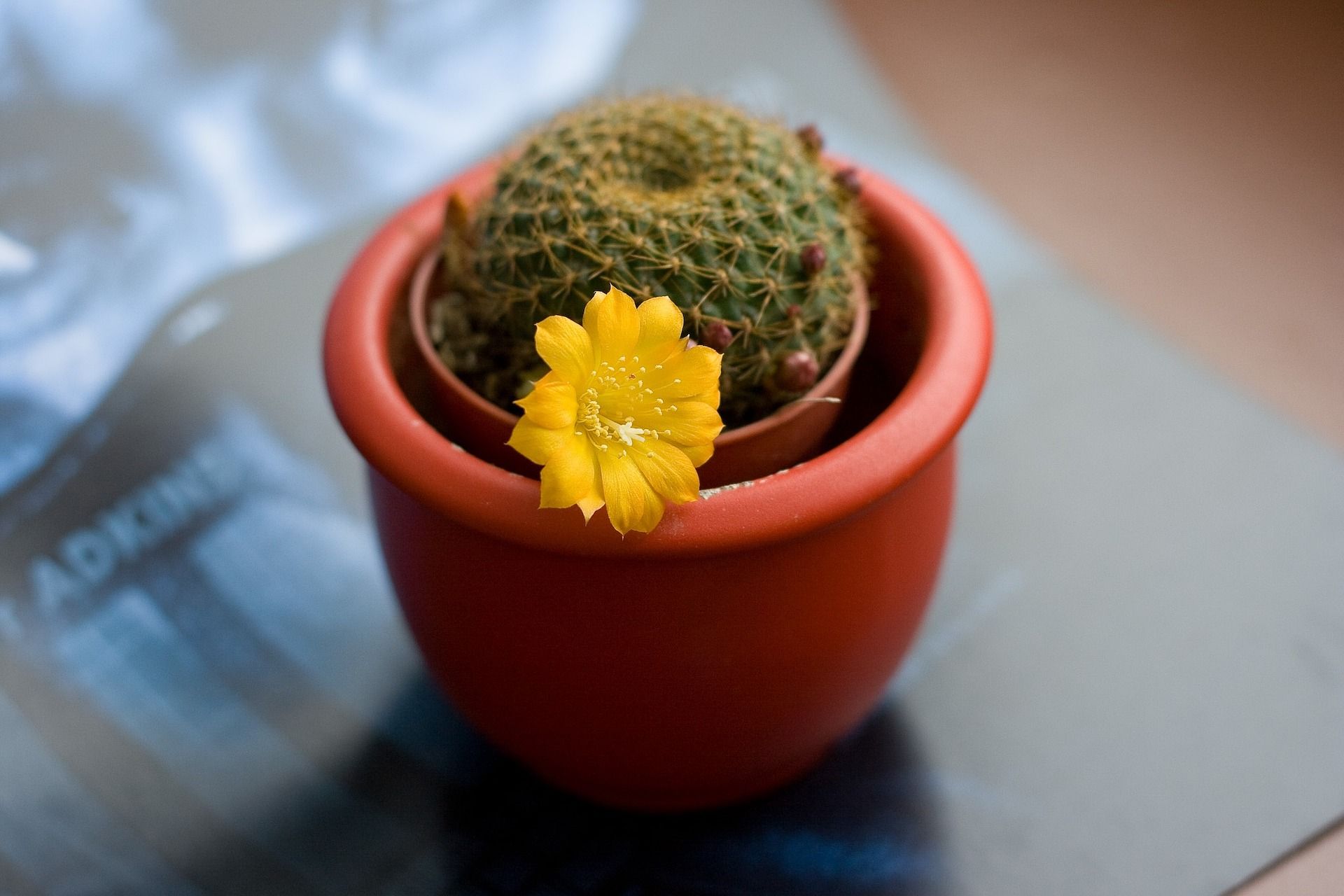 Cactus with bloom
