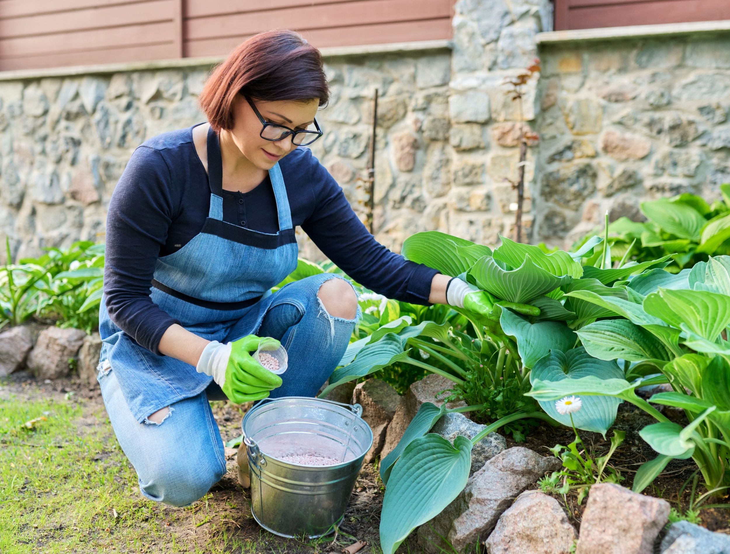 How To Prepare Hostas For Winter   Care For Hostas 