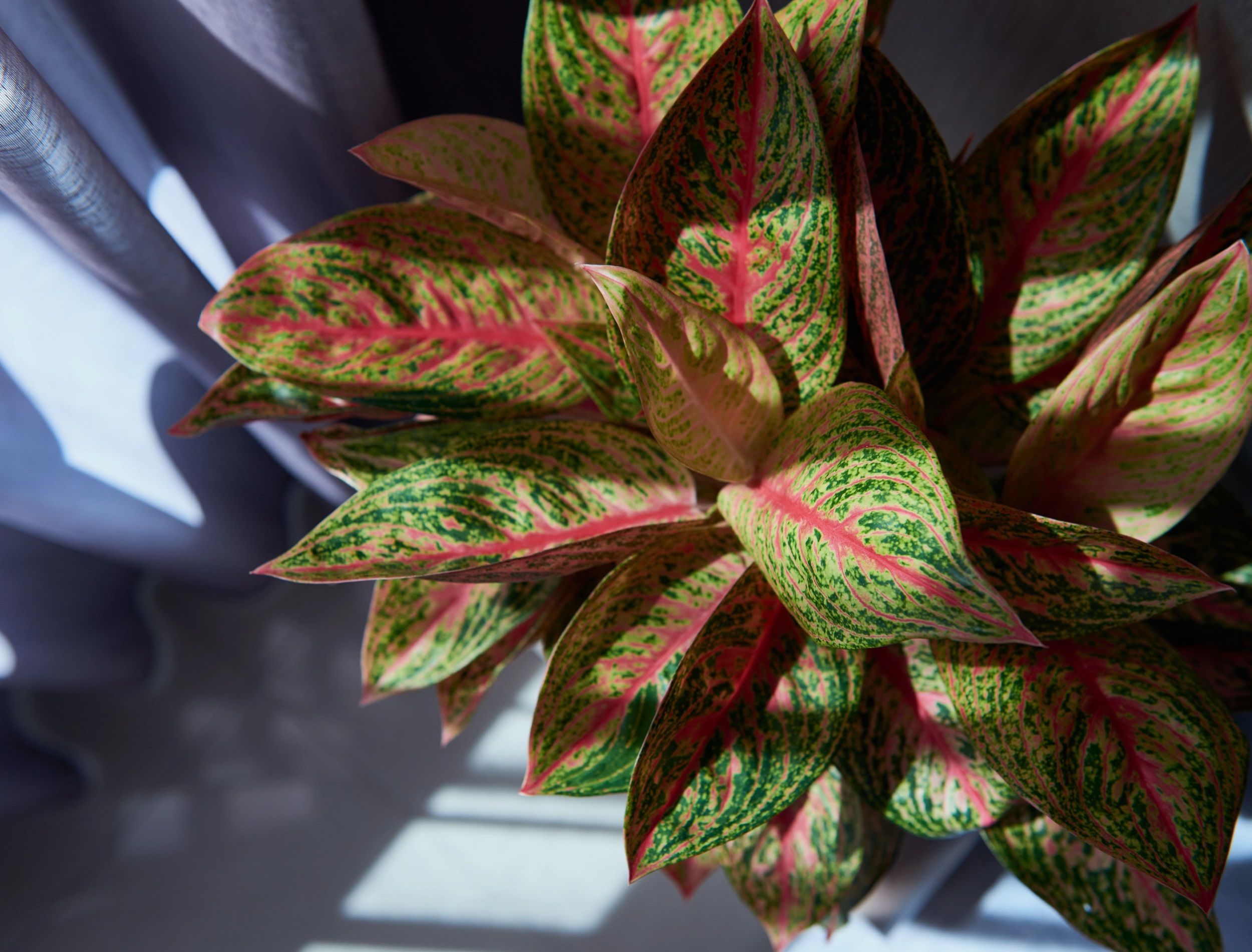 View from above to red aglaonema indoor houseplant with lush pinky leaves in interior.