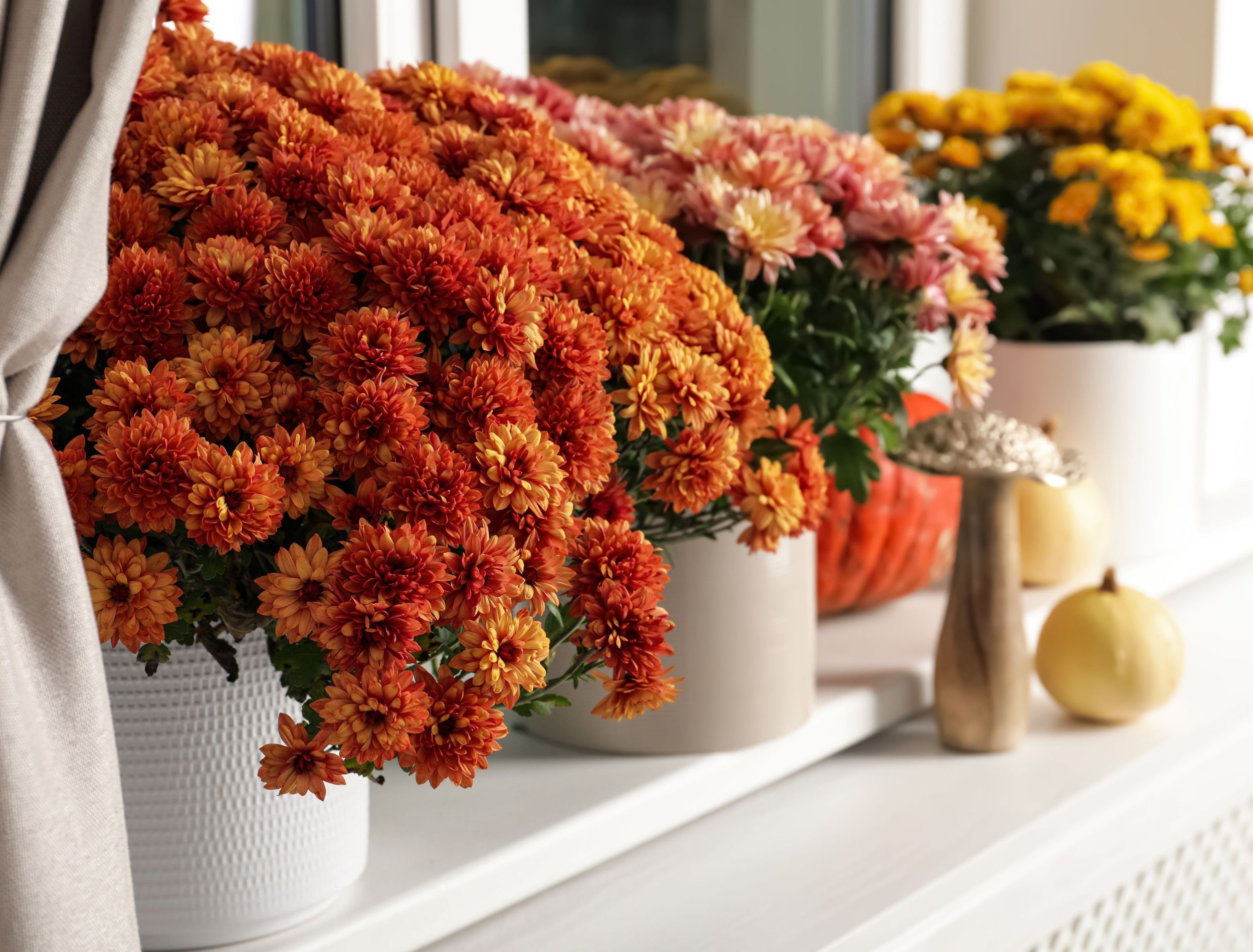 Beautiful potted chrysanthemum flowers and pumpkins on windowsill indoors