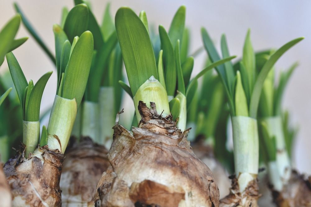 How To Store Bulbs For The Winter