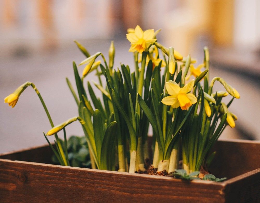 brown planter box filled with daffodils beginning to bloom