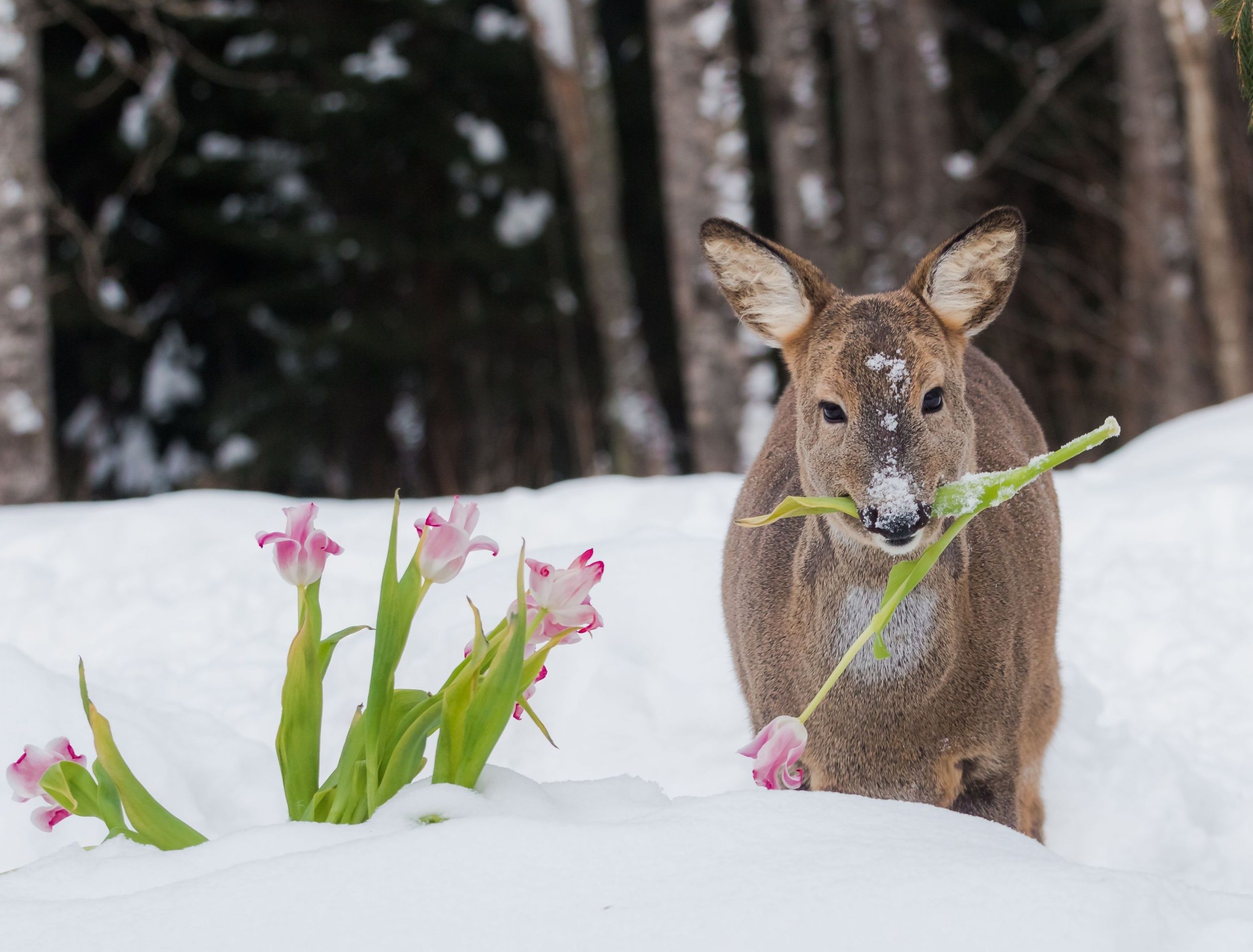 Ways To Prevent Animals From Eating Your Flowering Bulbs