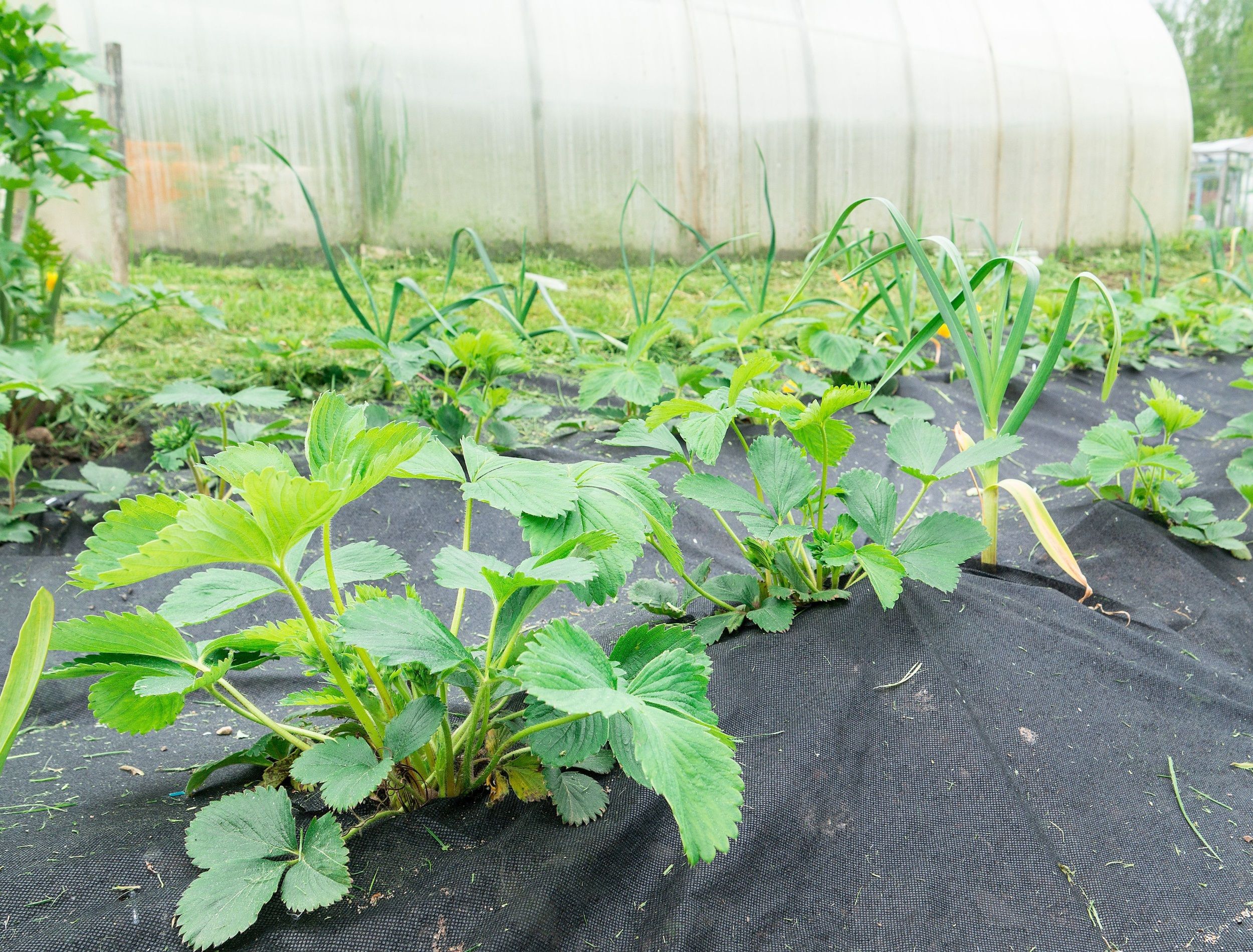 Strawberry seedlings grow in the garden, the ground is covered with geotextiles or landscape fabric