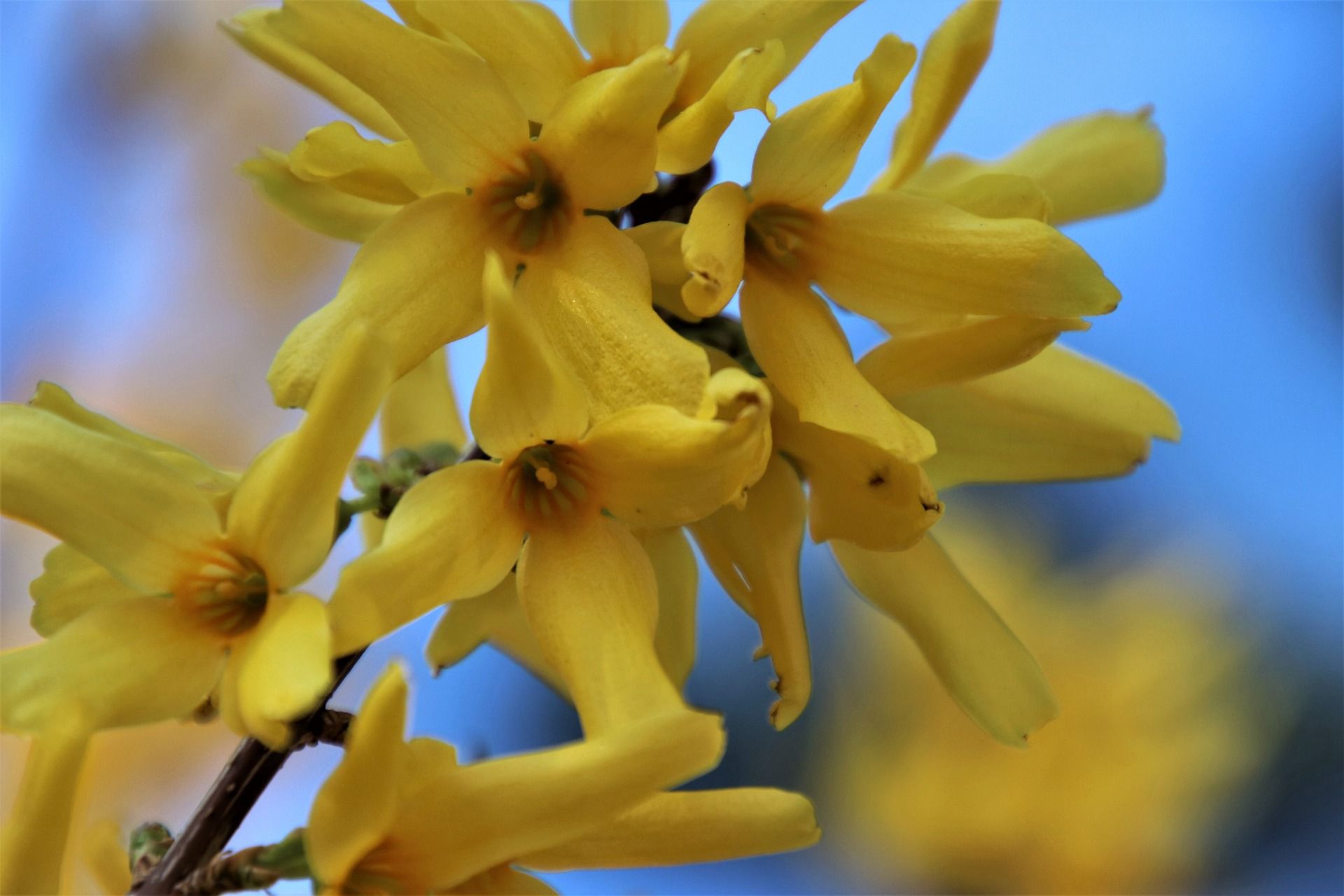 Yellow forsythia blooms