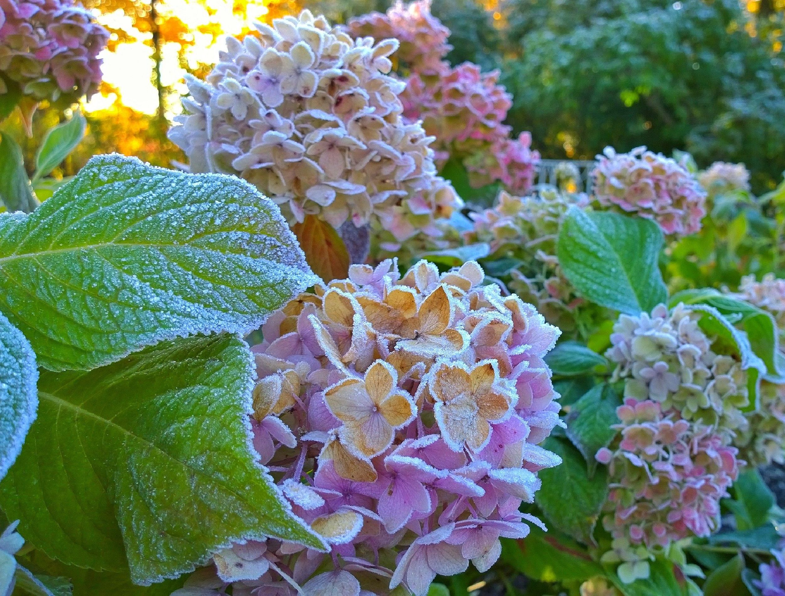 Flowers and green leaves of hortensia covered with hoarfrost. Frosty autumn october morning in garden. Frozen pink Hydrangea macrophylla. Wonderful image for card. Inspiration from nature. Very Peri