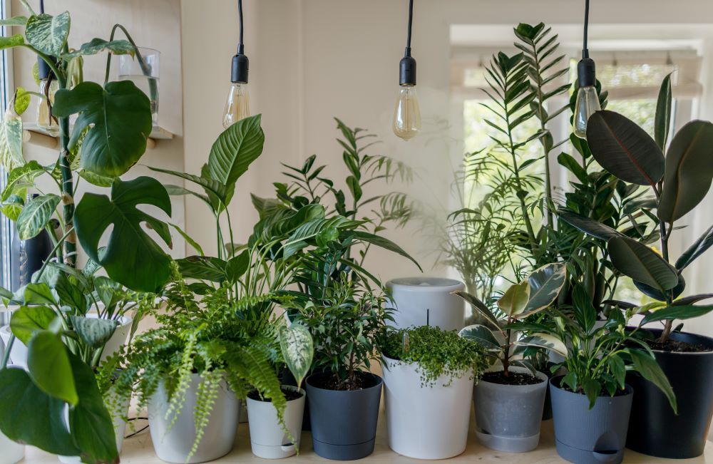 A variety of potted houseplants under dangling lightbulbs, all before a window